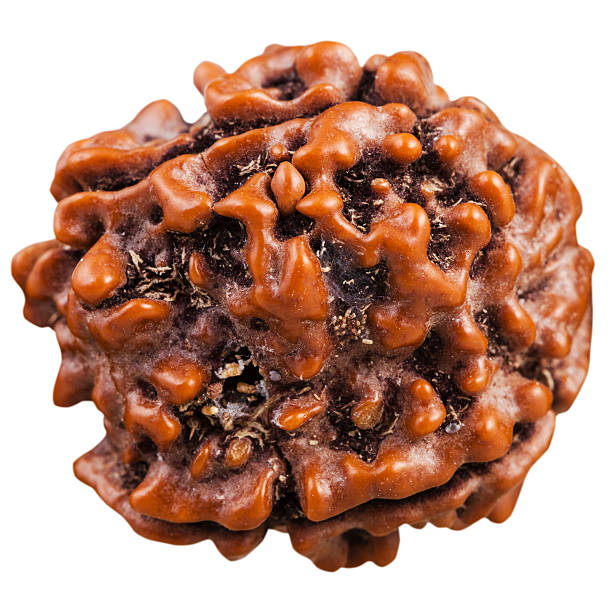 How the 16 mukhi rudraksha benefits help people succeed in their personal and professional lives 16 mukhi rudraksha benefits